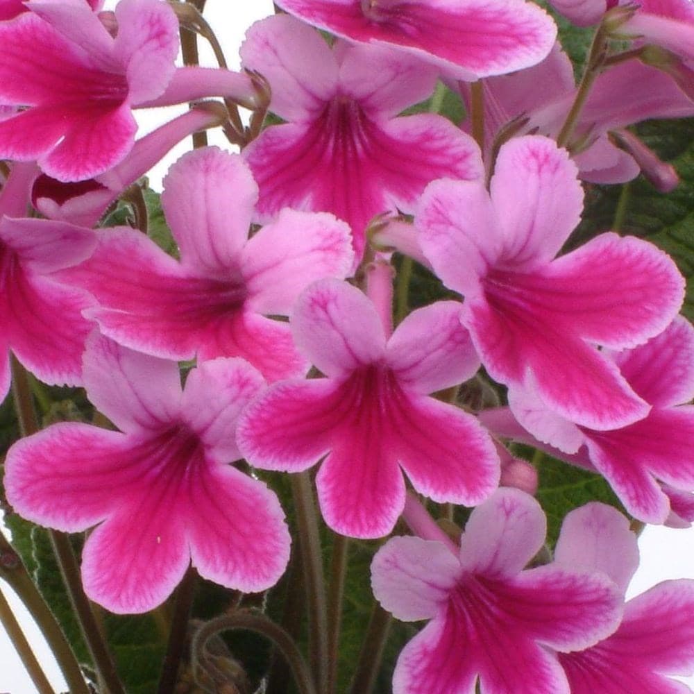 <i>Streptocarpus</i> 'Caitlin'