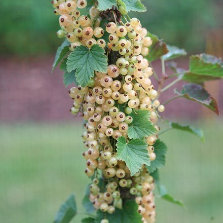 whitecurrant 'Versailles Blanche'