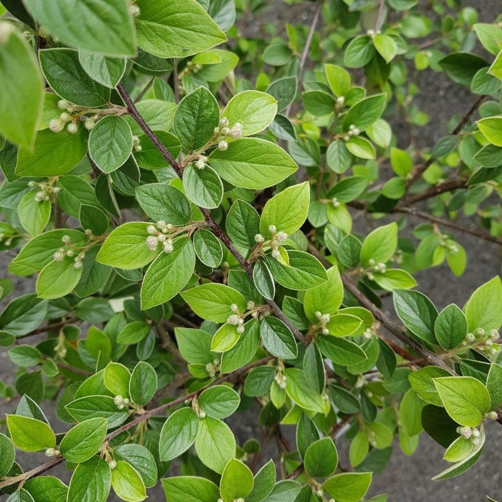 <i>Cotoneaster naoujanensis</i> 'Berried Treasure'