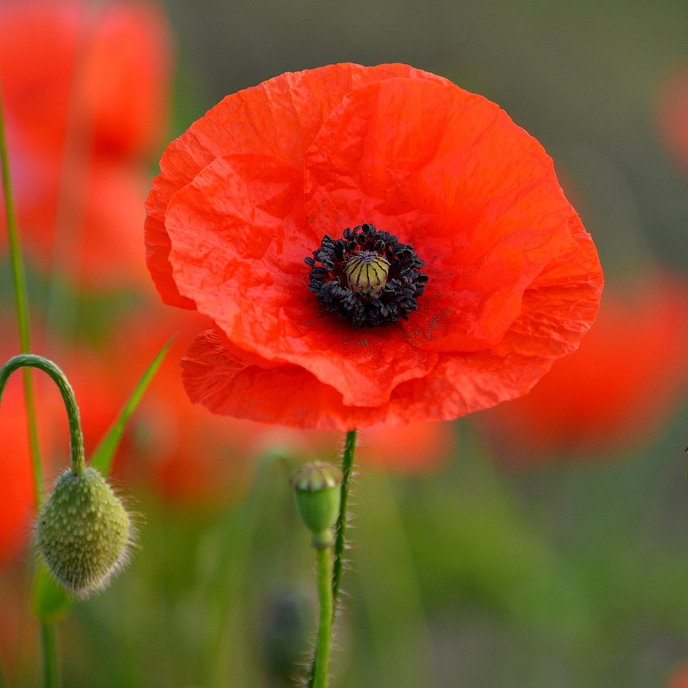 Seedballs poppies