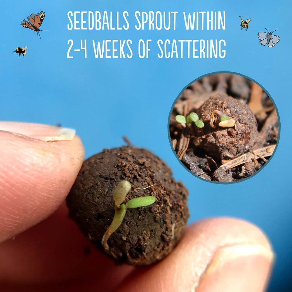 Seedballs poppies