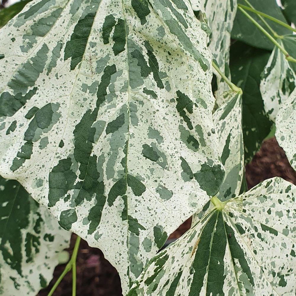 <i>Cercis canadensis</i> 'Alley Cat'