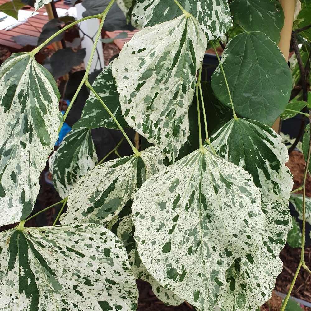 <i>Cercis canadensis</i> 'Alley Cat'