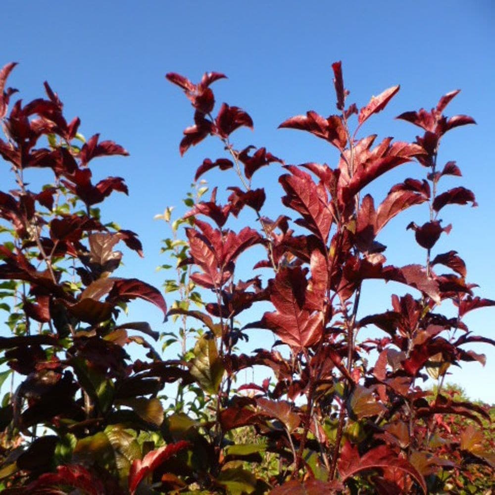 <i>Malus toringo</i> 'Scarlett'