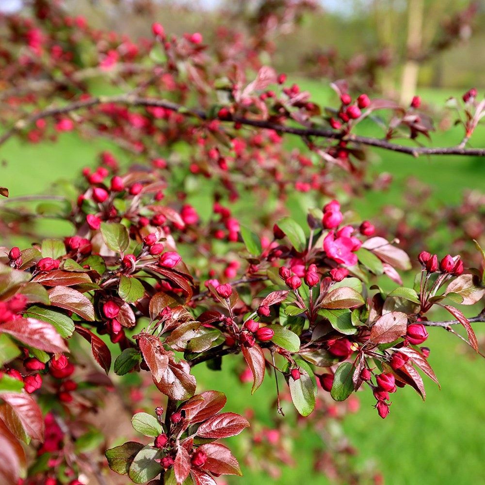 <i>Malus toringo</i> 'Scarlett'