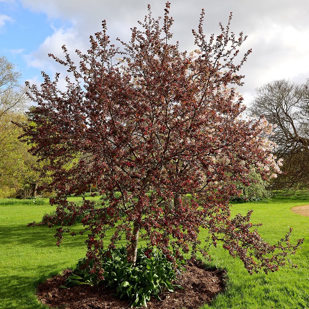 <i>Malus toringo</i> 'Scarlett'