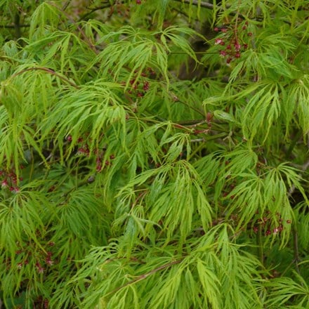 Acer palmatum Dissectum