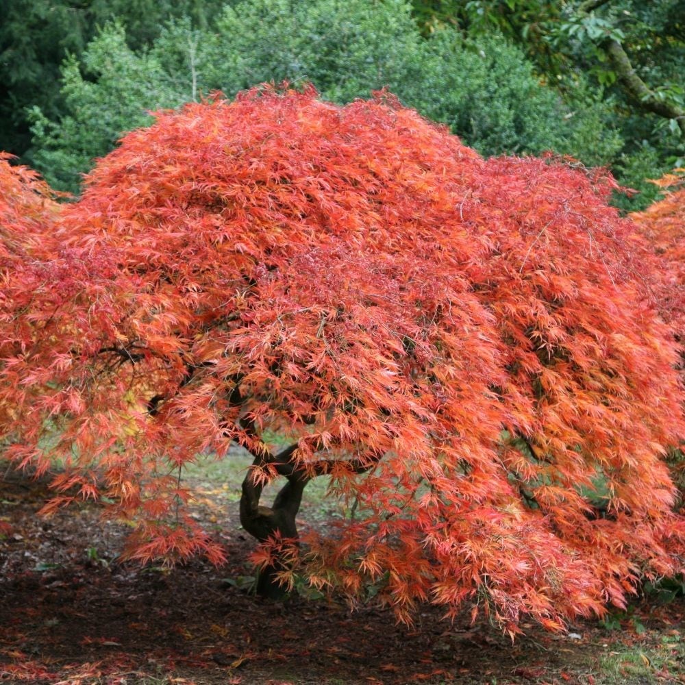 <I>Acer palmatum</i> 'Dissectum'