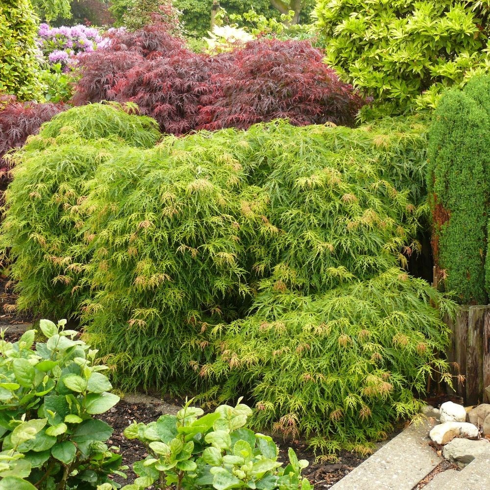 <I>Acer palmatum</i> 'Dissectum'