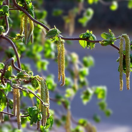 <i>Corylus avellana</i> 'Contorta'