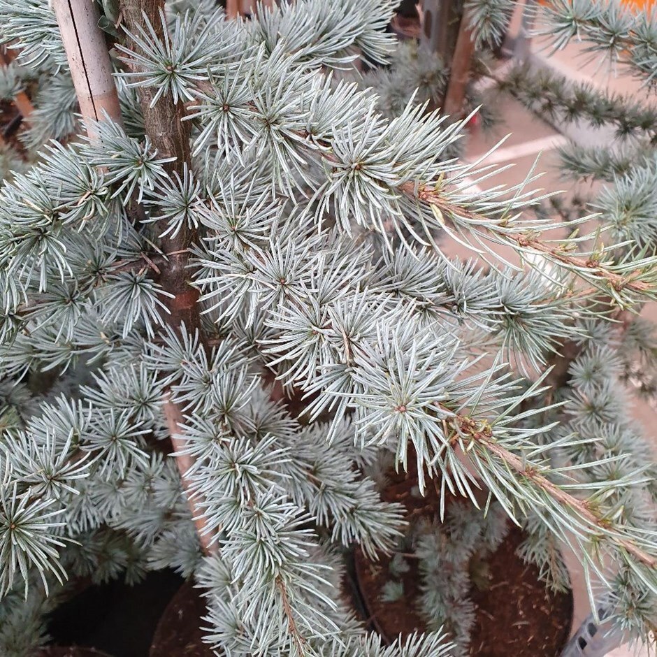 <i>Cedrus atlantica</i> (Glauca Group) 'Glauca'