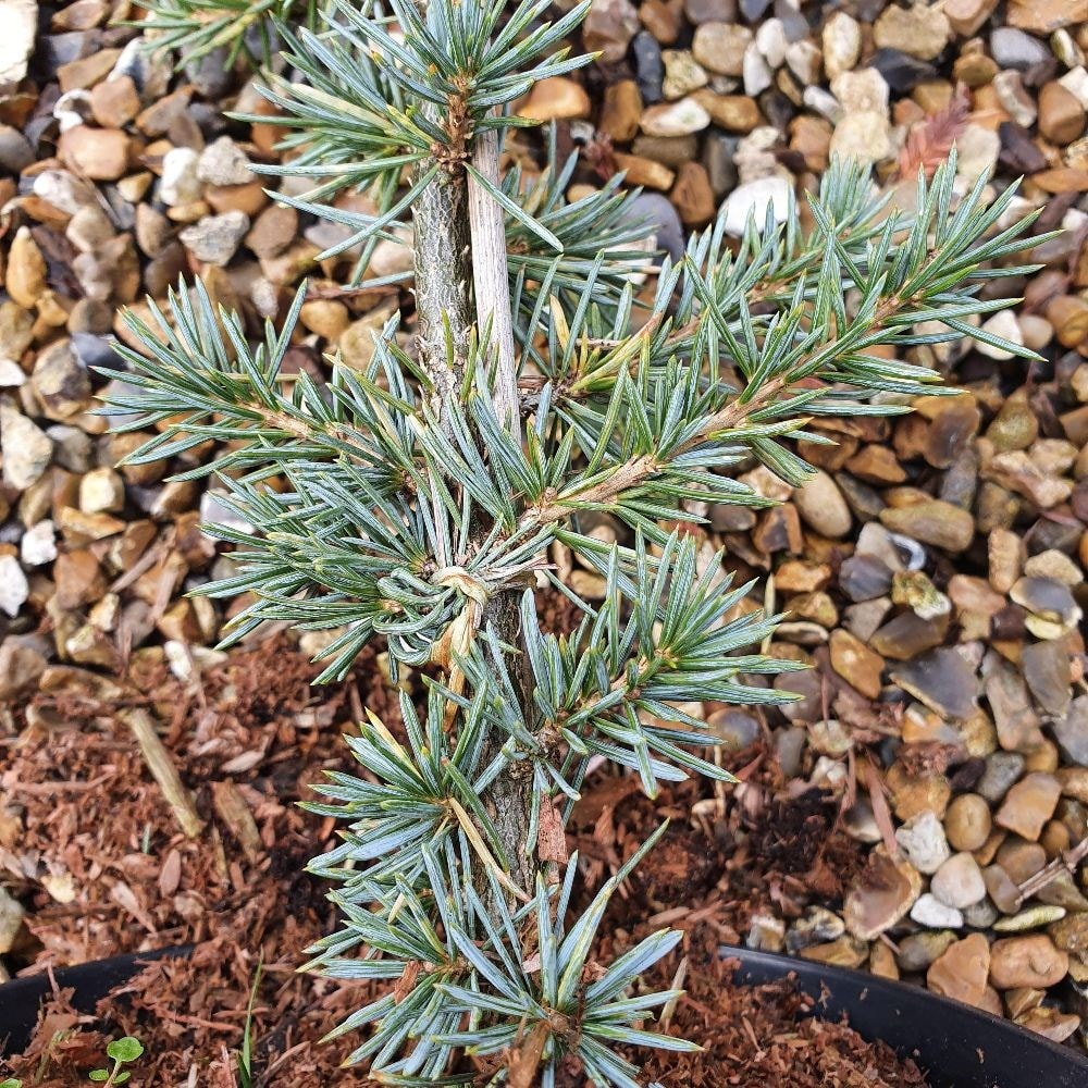 <i>Cedrus atlantica</i> (Glauca Group) 'Glauca'