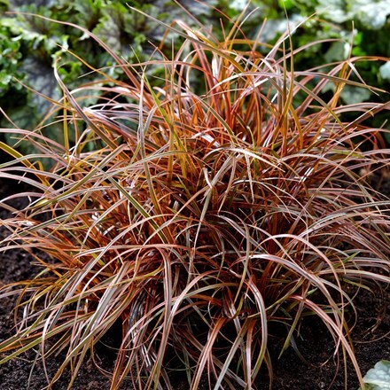 Uncinia rubra Everflame ('Belinda's Find') (PBR)