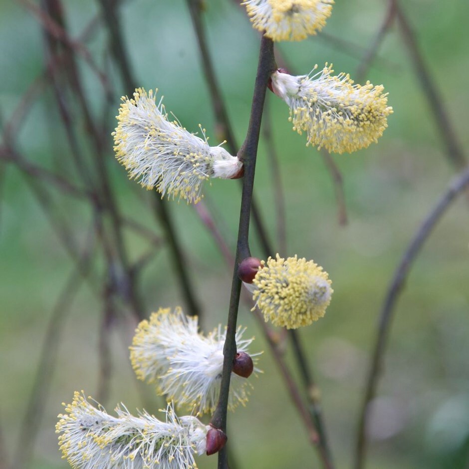 <i>Salix caprea</i> 'Kilmarnock'