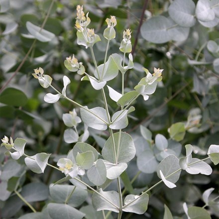 Eucalyptus gunnii