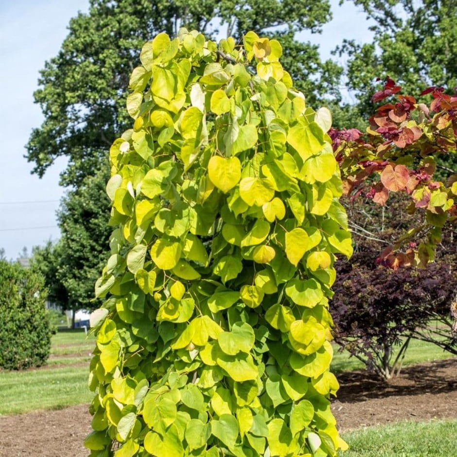 <i>Cercis canadensis</i> <b class=small-caps>Golden Falls</b> ('NC2015-12')