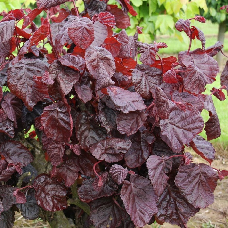 <i>Corylus avellana</i> 'Red Majestic'