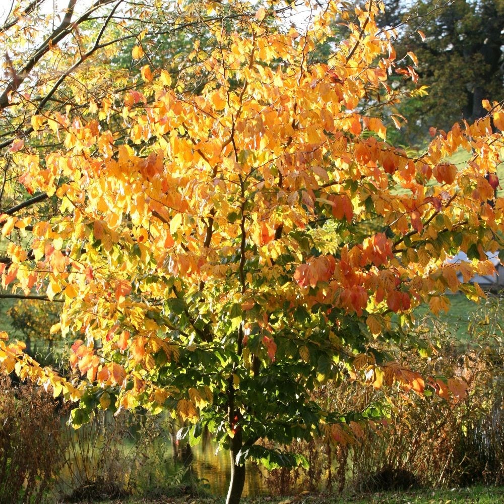 <i>Parrotia persica</i> 