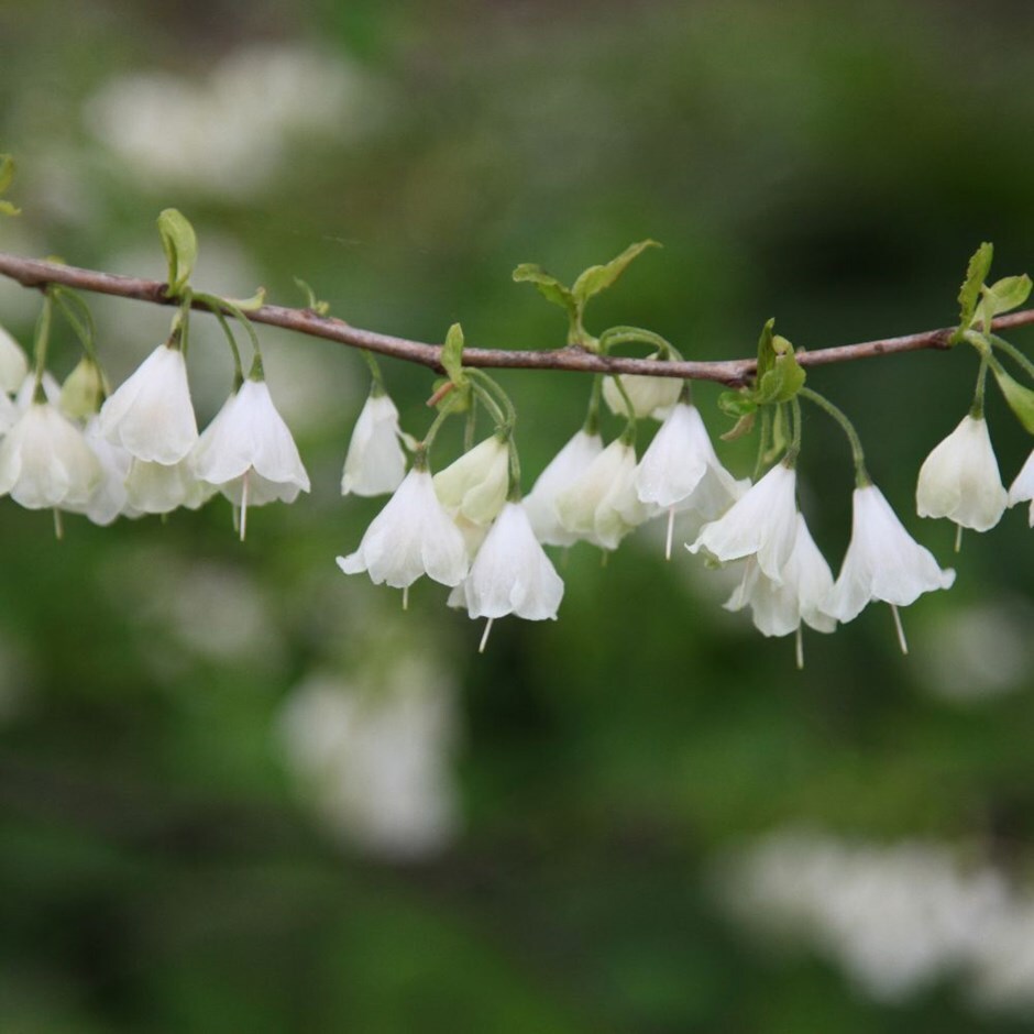 <i>Halesia carolina</i> 