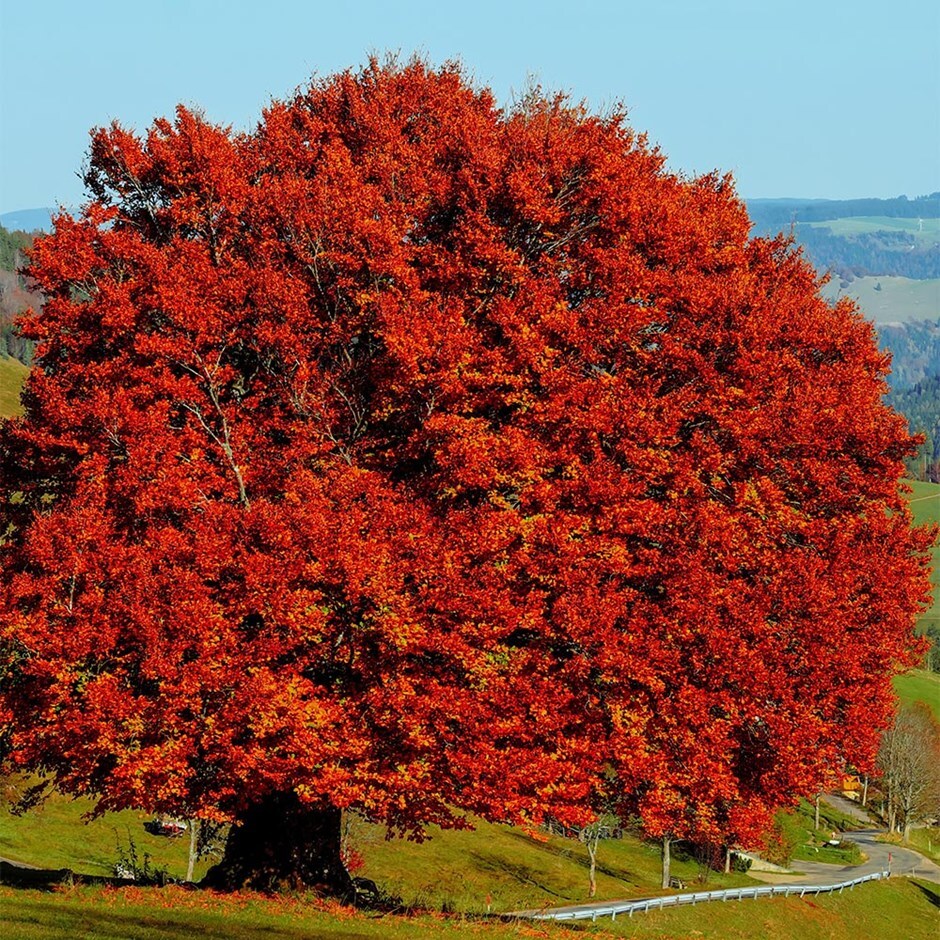 <i>Fagus sylvatica</i> 