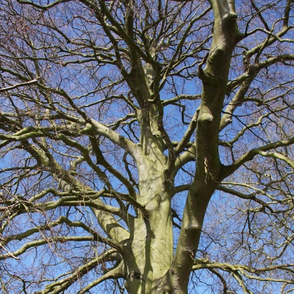 <i>Fagus sylvatica</i> 