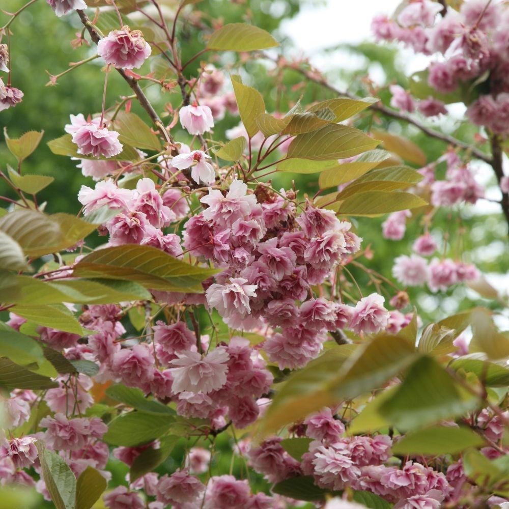 <i>Prunus</i> 'Kofugen'