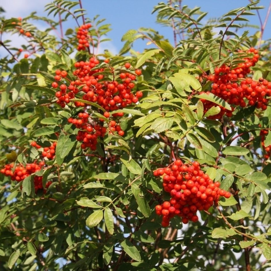 <i>Sorbus aucuparia</i> 