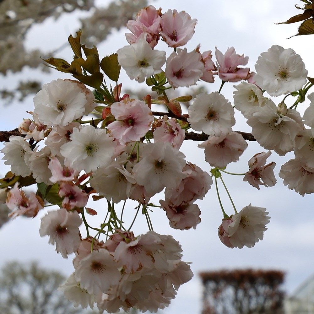 <i>Prunus</i> 'Shizuka'