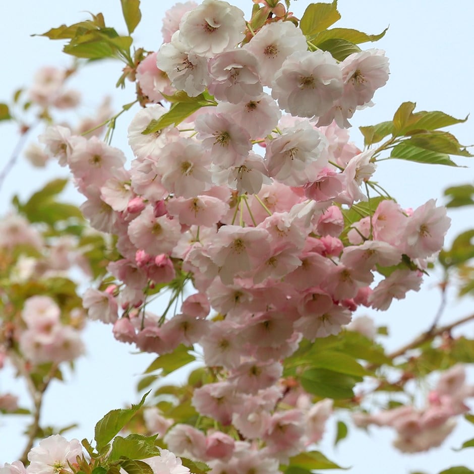 <i>Prunus</i> 'Ichiyo'