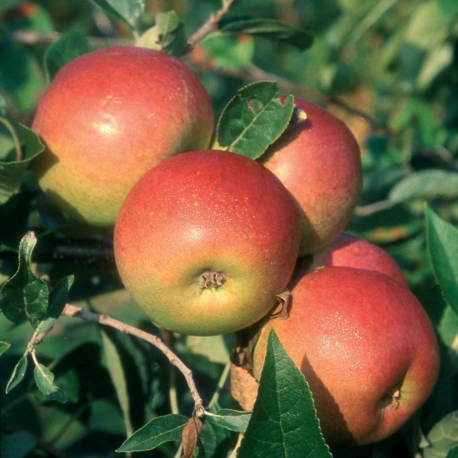 apple 'Laxton's Superb'