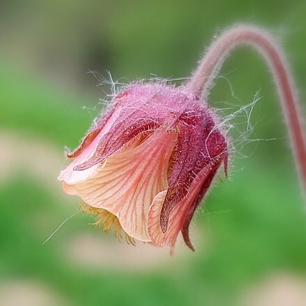 Geum rivale