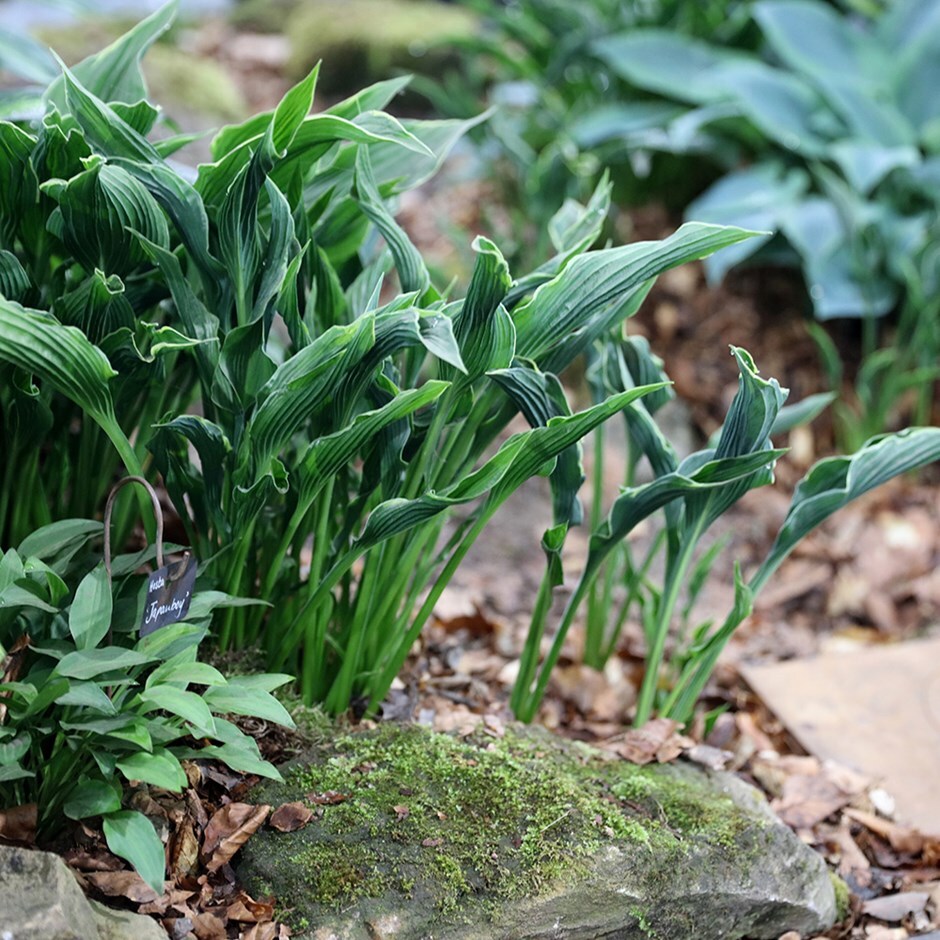 <i>Hosta</i> 'Praying Hands'