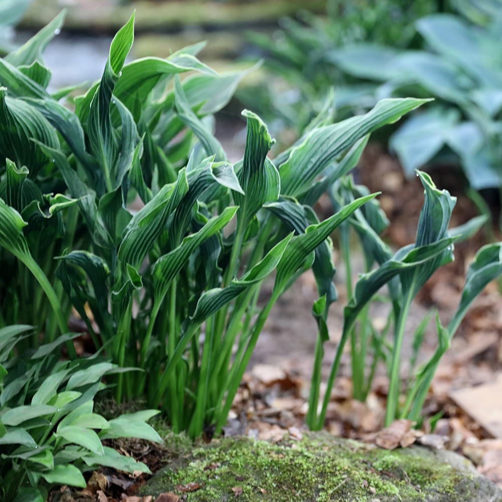 <i>Hosta</i> 'Praying Hands'