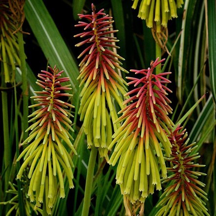 Kniphofia rufa Rasta (PBR)