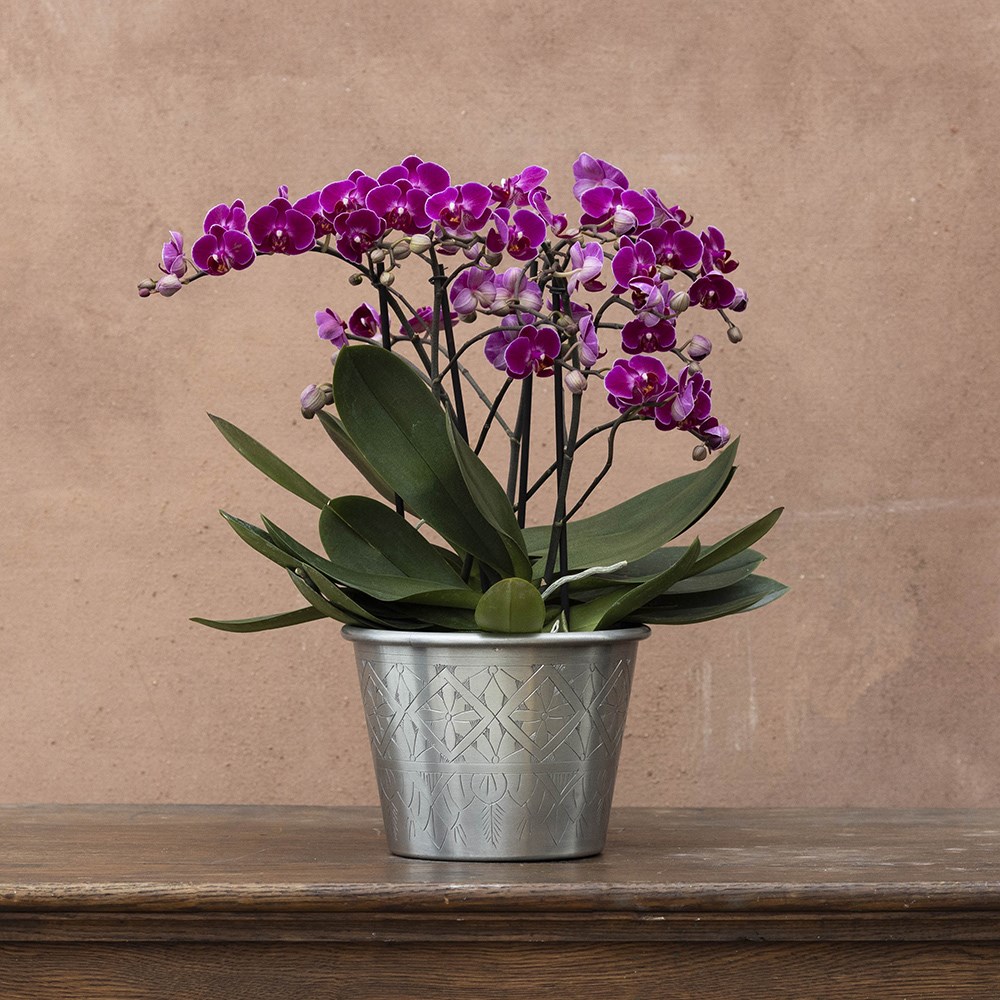 <i>Phalaenopsis</i> 'Bellissimo Amore'