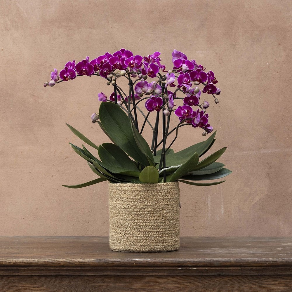 <i>Phalaenopsis</i> 'Bellissimo Amore'