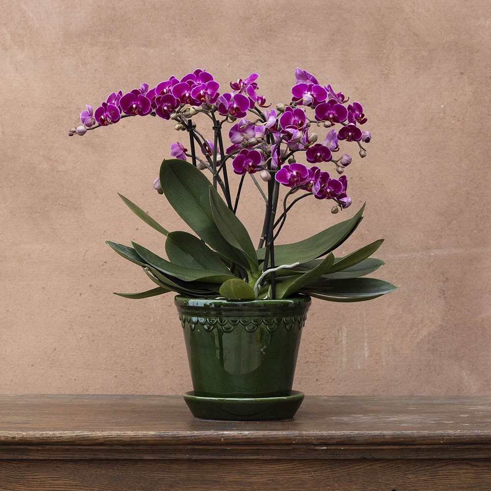 <i>Phalaenopsis</i> 'Bellissimo Amore'