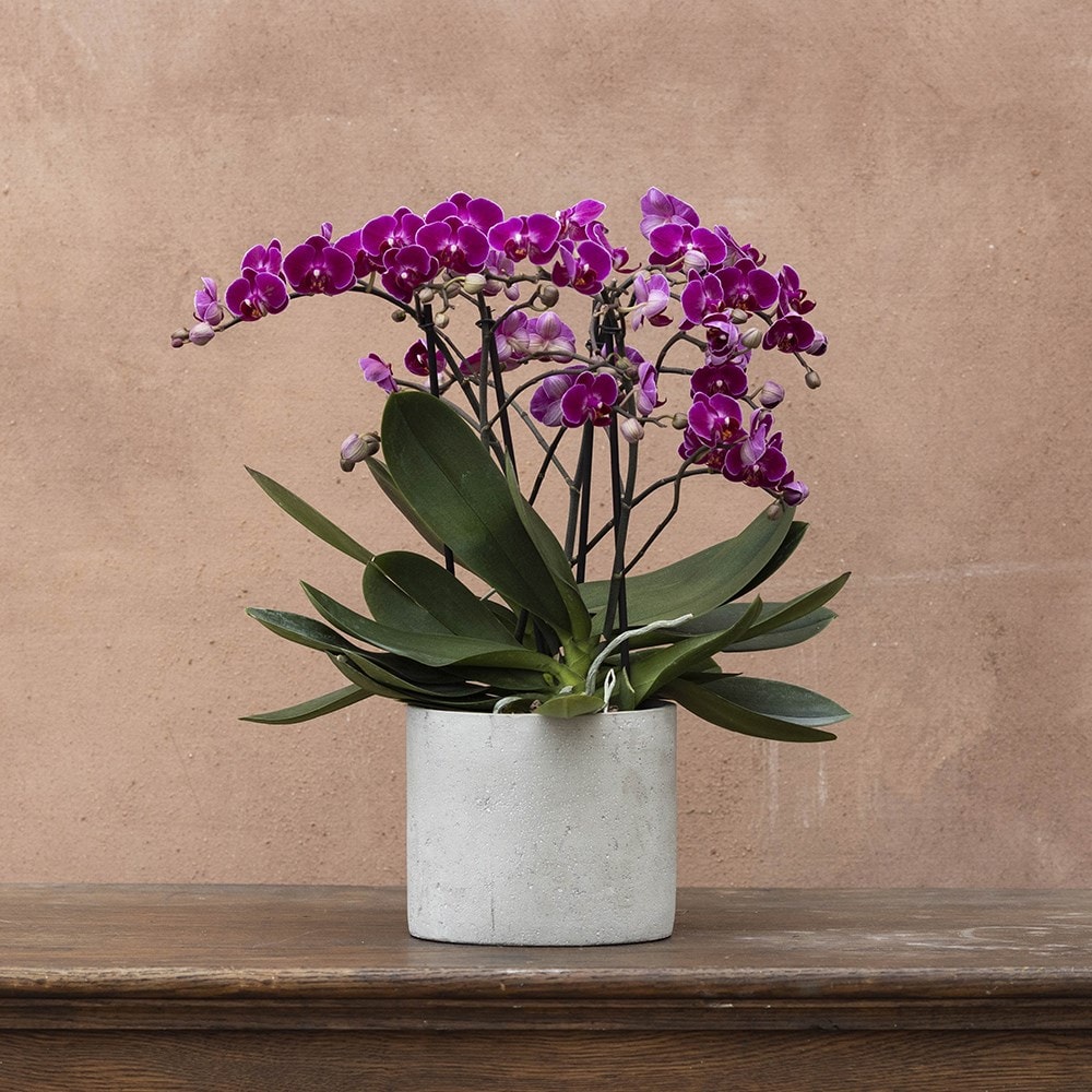 <i>Phalaenopsis</i> 'Bellissimo Amore'