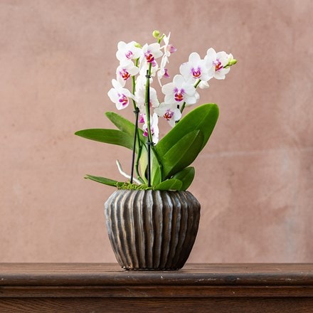 Phalaenopsis Boquetto Passione