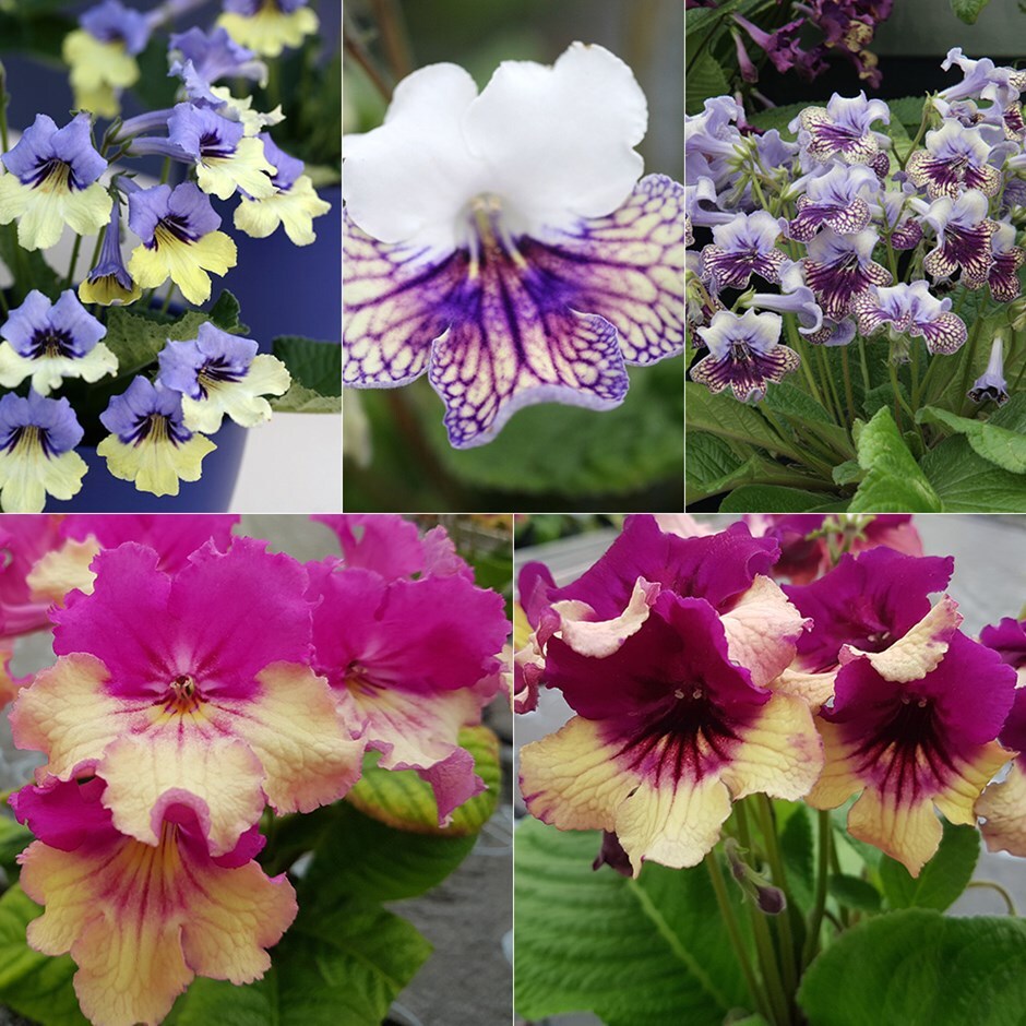 Streptocarpus harlequin collection