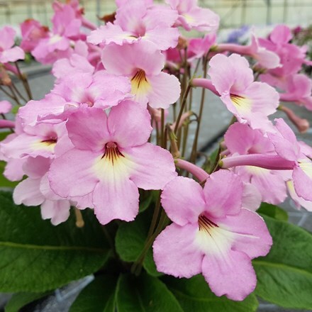 Streptocarpus Hannah