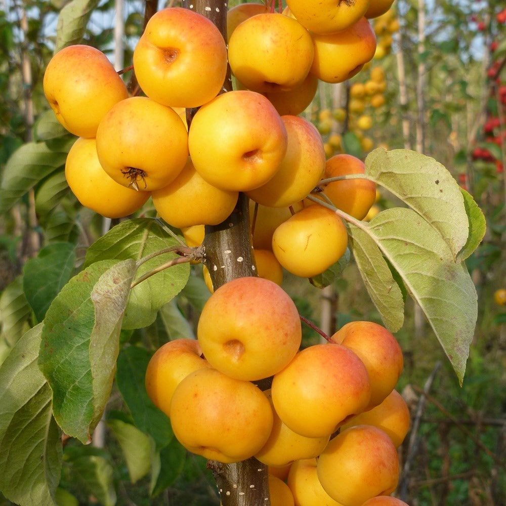 <i>Malus</i> 'Butterball'