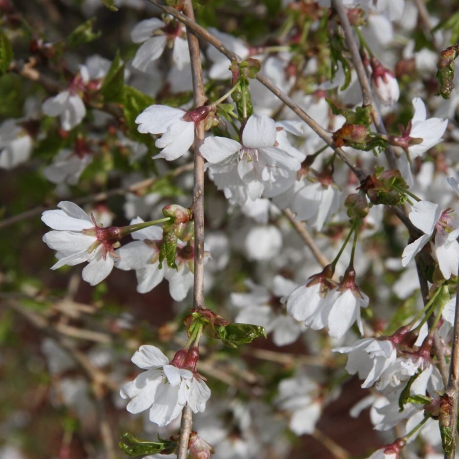 <i>Prunus</i> <b class=small-caps>Frilly Frock</b> ('Fpmspl')