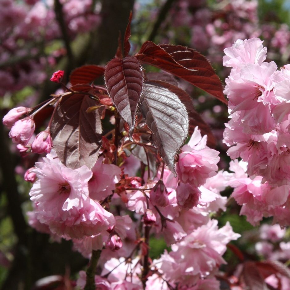 <i>Prunus</i> 'Royal Burgundy'