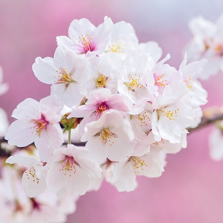 Prunus × yedoensis