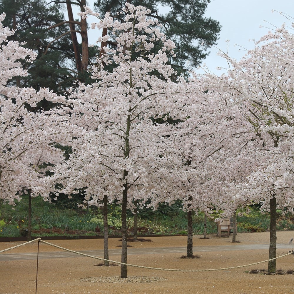 <i>Prunus</i> × <i>yedoensis</i>