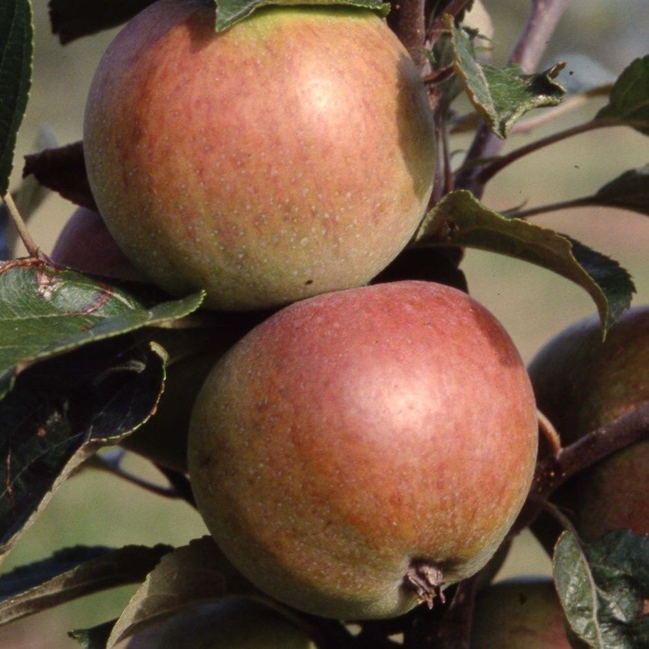 apple 'Dabinett' (Cider)