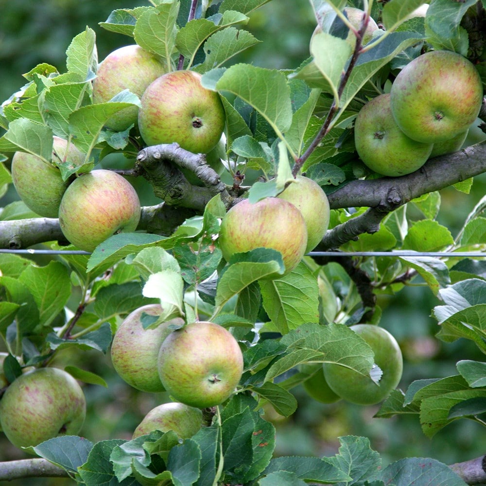 apple 'Lord Lambourne'