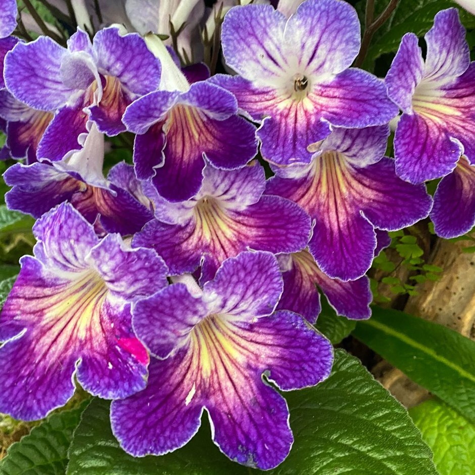 <i>Streptocarpus</i> 'Zoe'