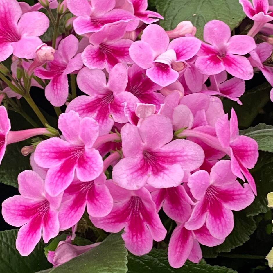 <i>Streptocarpus</i> 'Tina'